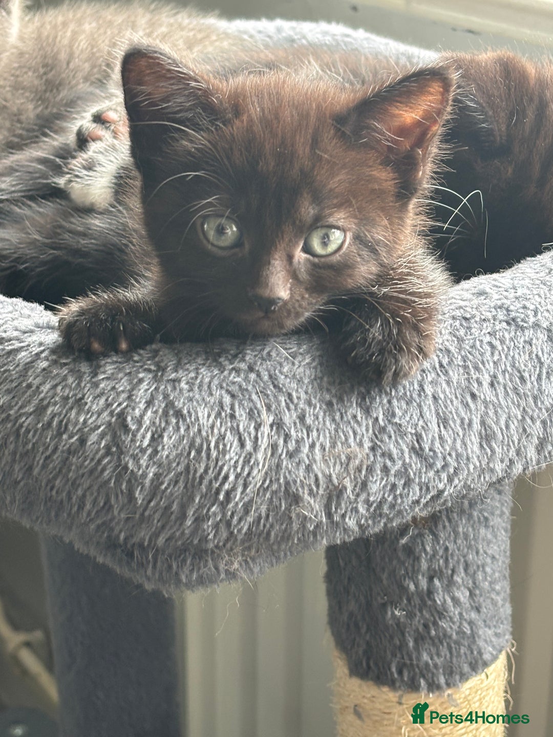 Mixed Breed cats for sale: British short hair kittens  - Image 5