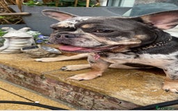 French Bulldog dogs for sale: 2 x French bulldogs  - Image 1