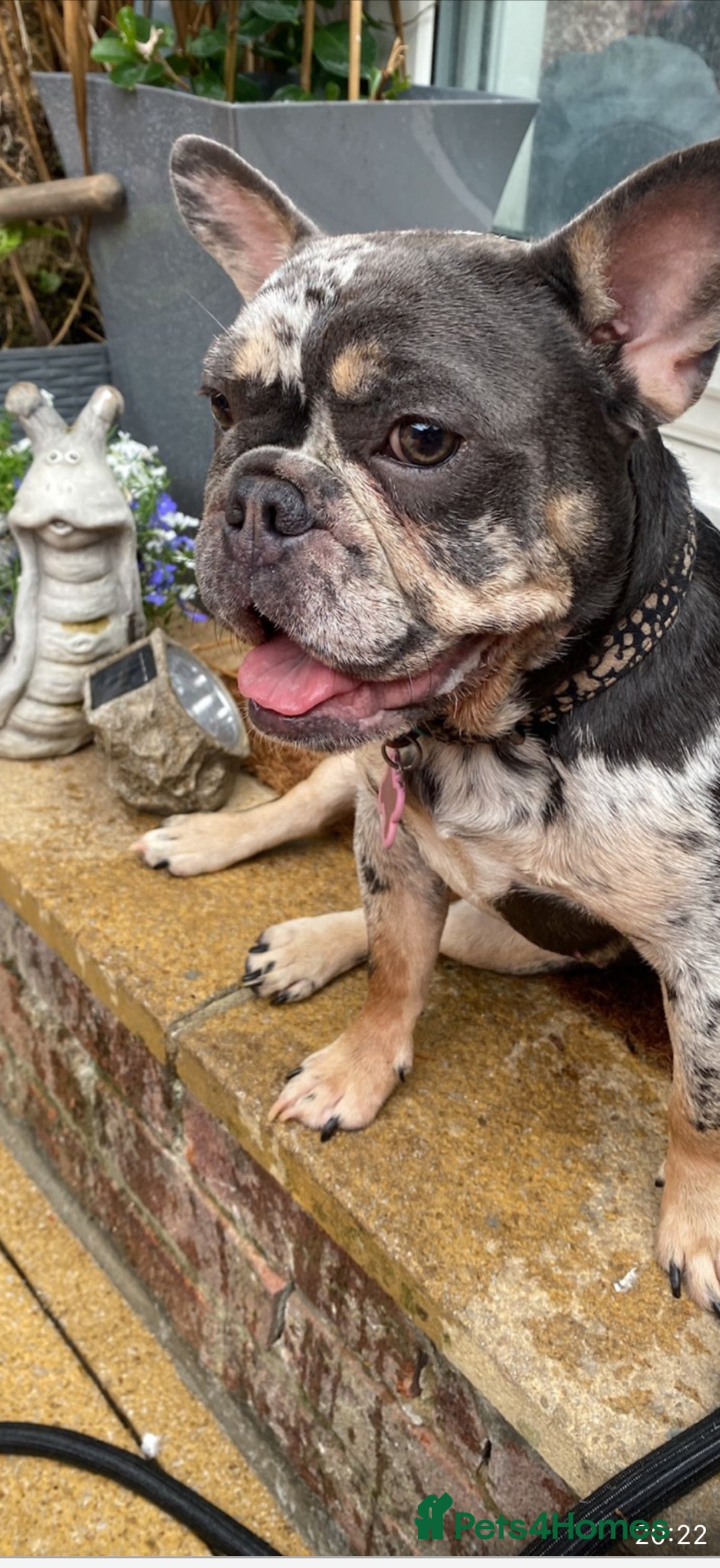 French Bulldog dogs for sale: 2 x French bulldogs  - Image 1