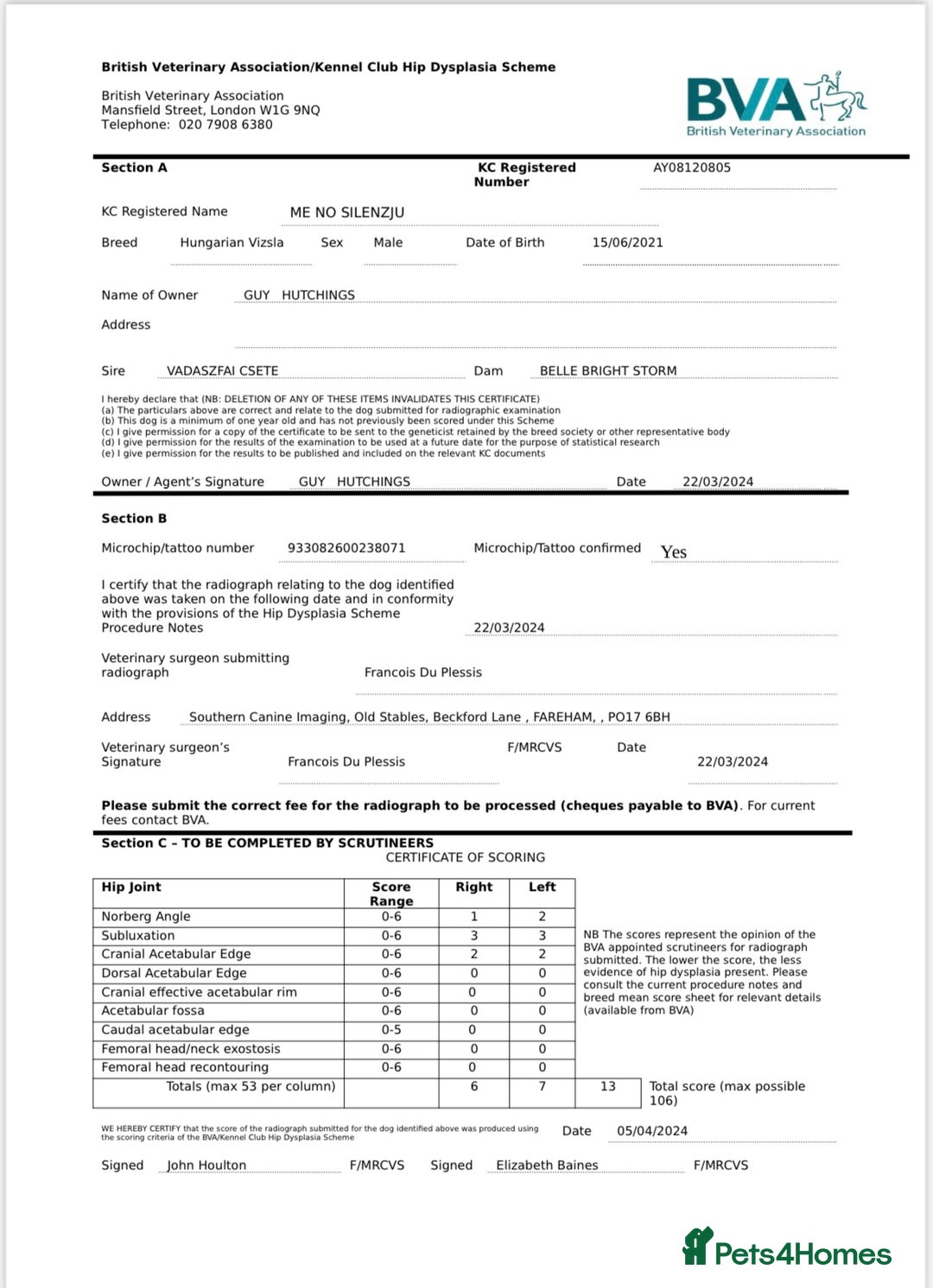 Hungarian Vizsla dogs for stud: KC registered, World Champion blood line stud.  in Horsham - Advert 14