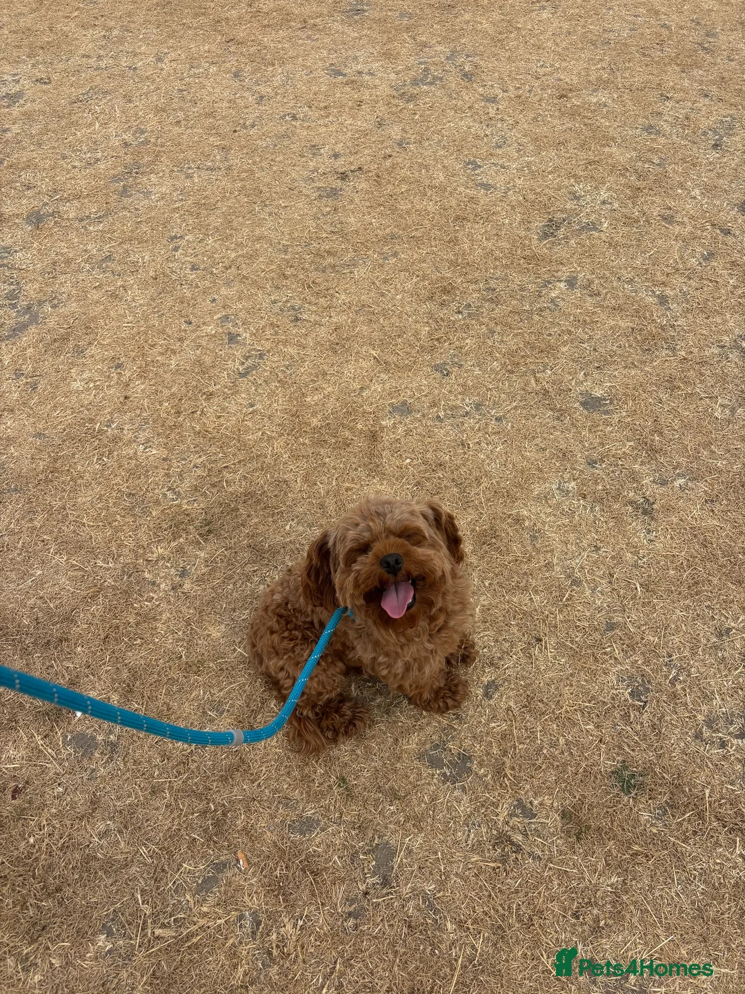 Cavapoo dogs for sale: Cavapoo Ruby  in Addlestone - Advert 2