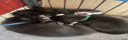 Mixed Breed dogs for sale: Beautiful Staffy x Border Collie pups for sale  - Advert 5