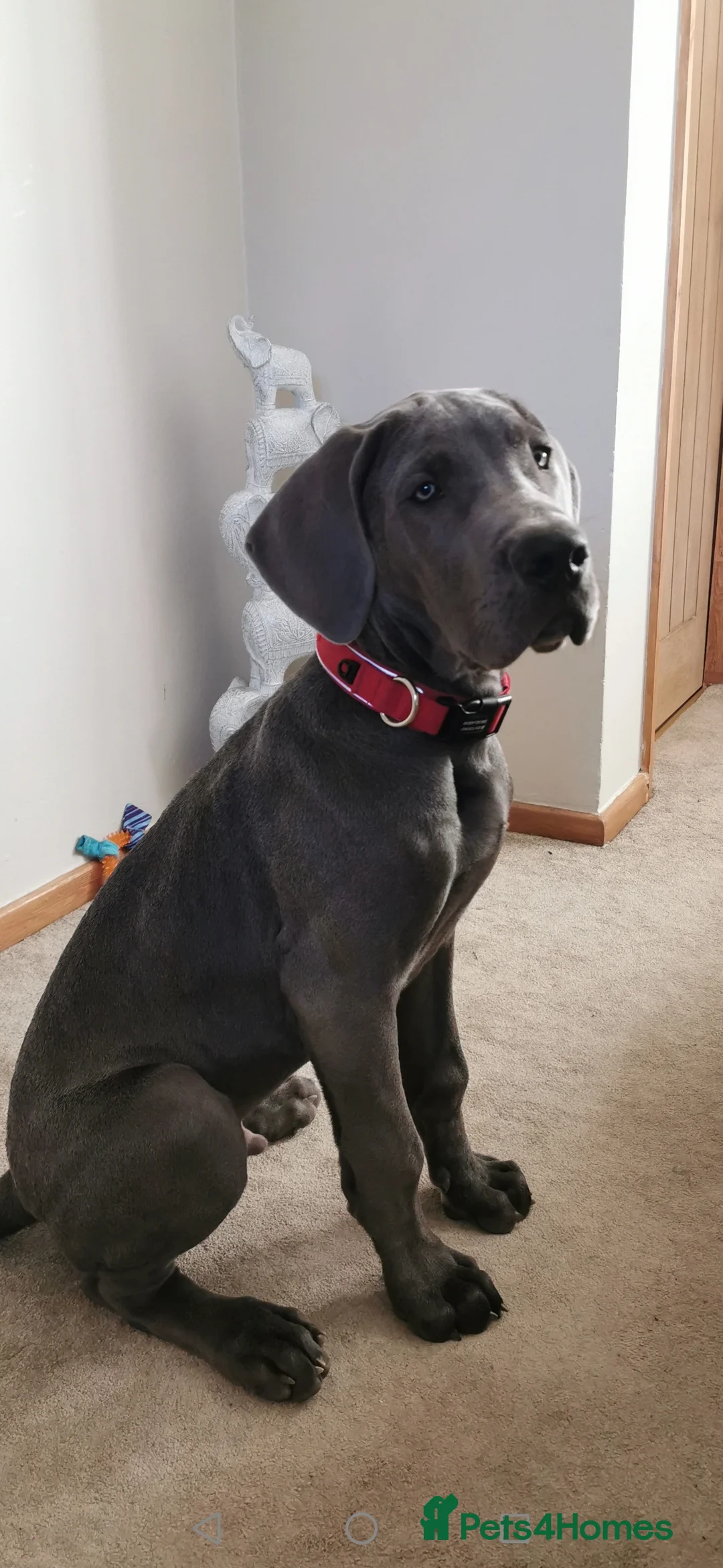 Great Dane dogs for stud: fully health tested proven outstanding solid blue in Thetford - Advert 22