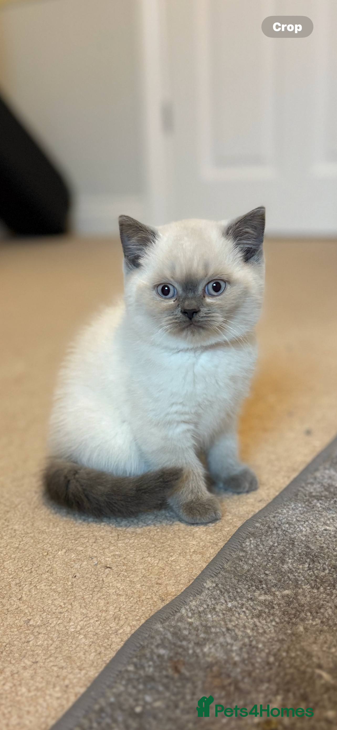 British Shorthair cats GCCF Registered British Shorthair Kittens - Advert 4