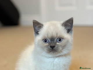 British Shorthair cats GCCF Registered British Shorthair Kittens - Advert 9