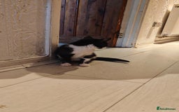 Mixed Breed cats for sale: 10 weeks old Female Kitten - Image 5