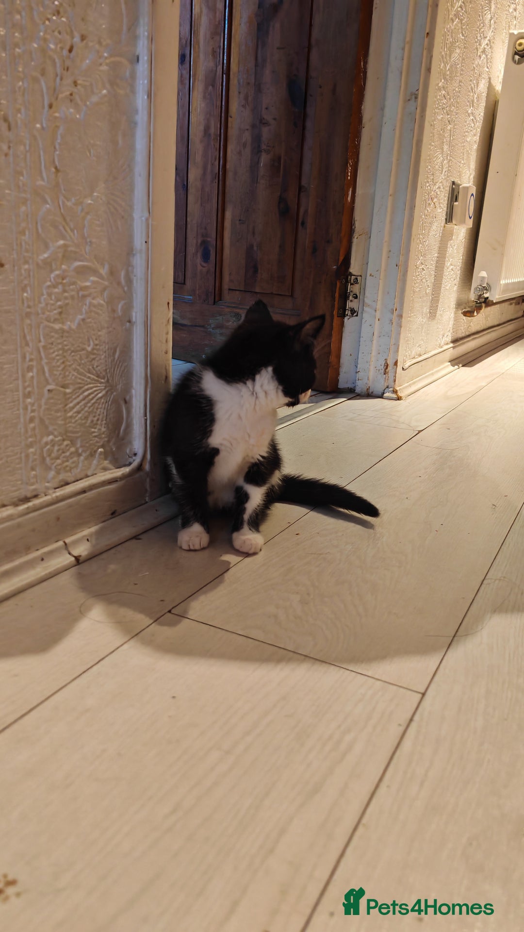 Mixed Breed cats for sale: 10 weeks old Female Kitten - Image 5