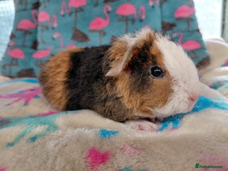 Guinea Pig rodents - Advert 34