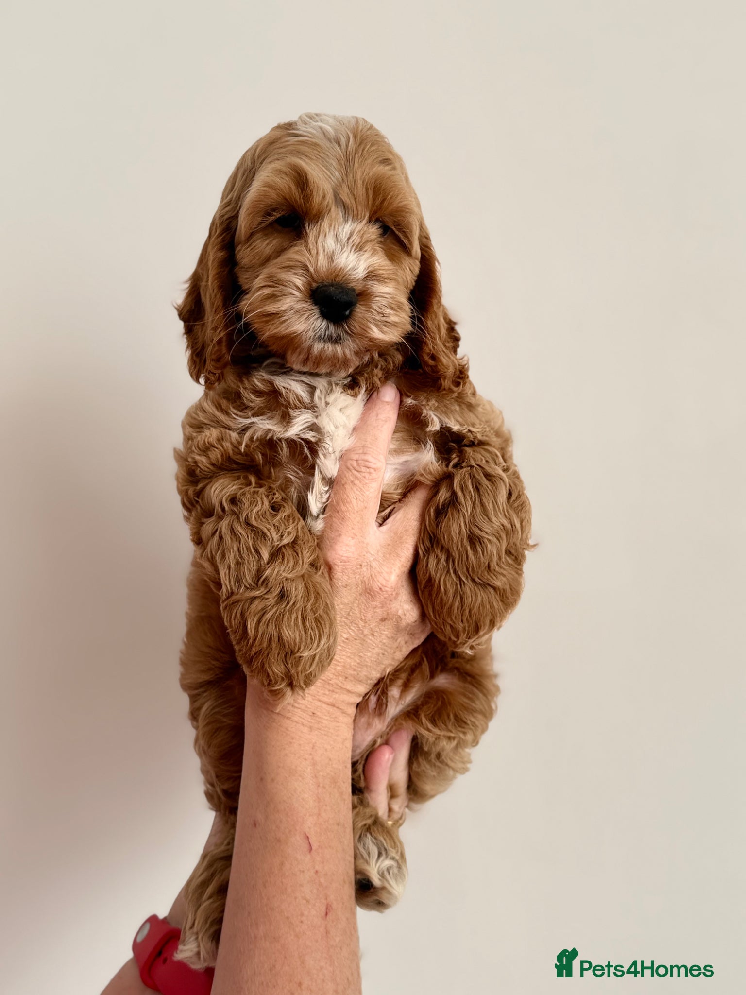 Cockapoo dogs F1 cockapoo puppies READY NOW - Advert 6