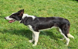 Border Collie dogs for sale: Quality Male Border Collie - Image 1