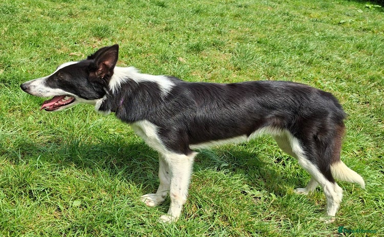 Border Collie dogs - Advert 3