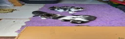 Mixed Breed cats for sale: 5 kittens and adult cat sale. Adult cat £50  in Ipswich - Advert 18
