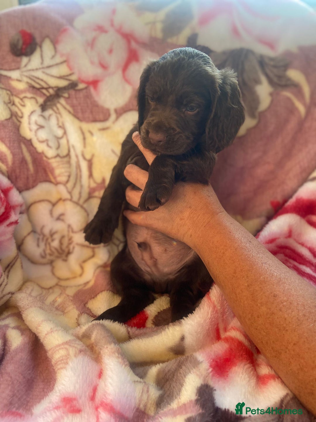 Cocker Spaniel dogs for sale: working type Cocker spaniel puppies available  - Image 17