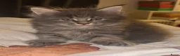 Maine Coon cats for sale: Maine Coon Import European bloodline - Advert 12