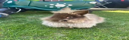 Mini Lop rabbits for sale: Mini Lop - Male And Female Mini Lionhead  in Colchester - Advert 2
