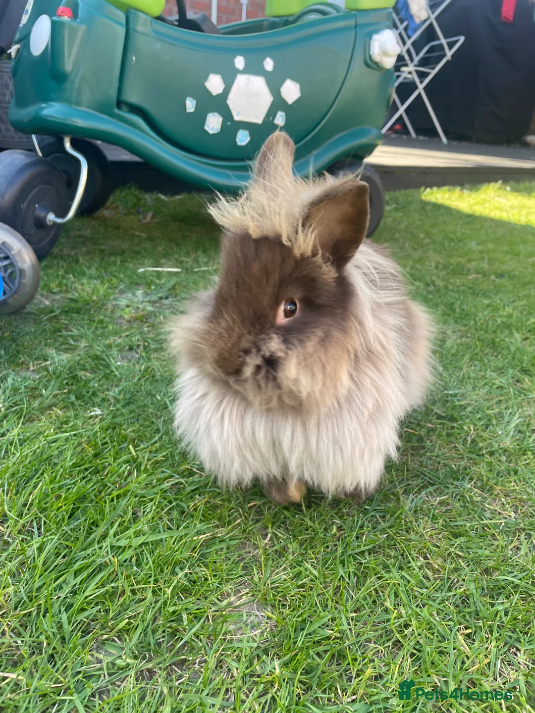 Mini Lop rabbits for sale: Mini Lop - Male And Female Mini Lionhead  in Colchester - Advert 2