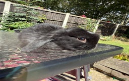 Mini Lop rabbits for sale: 2 stunning young does  - Image 4