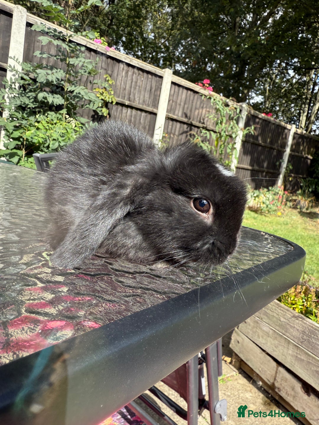 Mini Lop rabbits for sale: 2 stunning young does  - Image 4