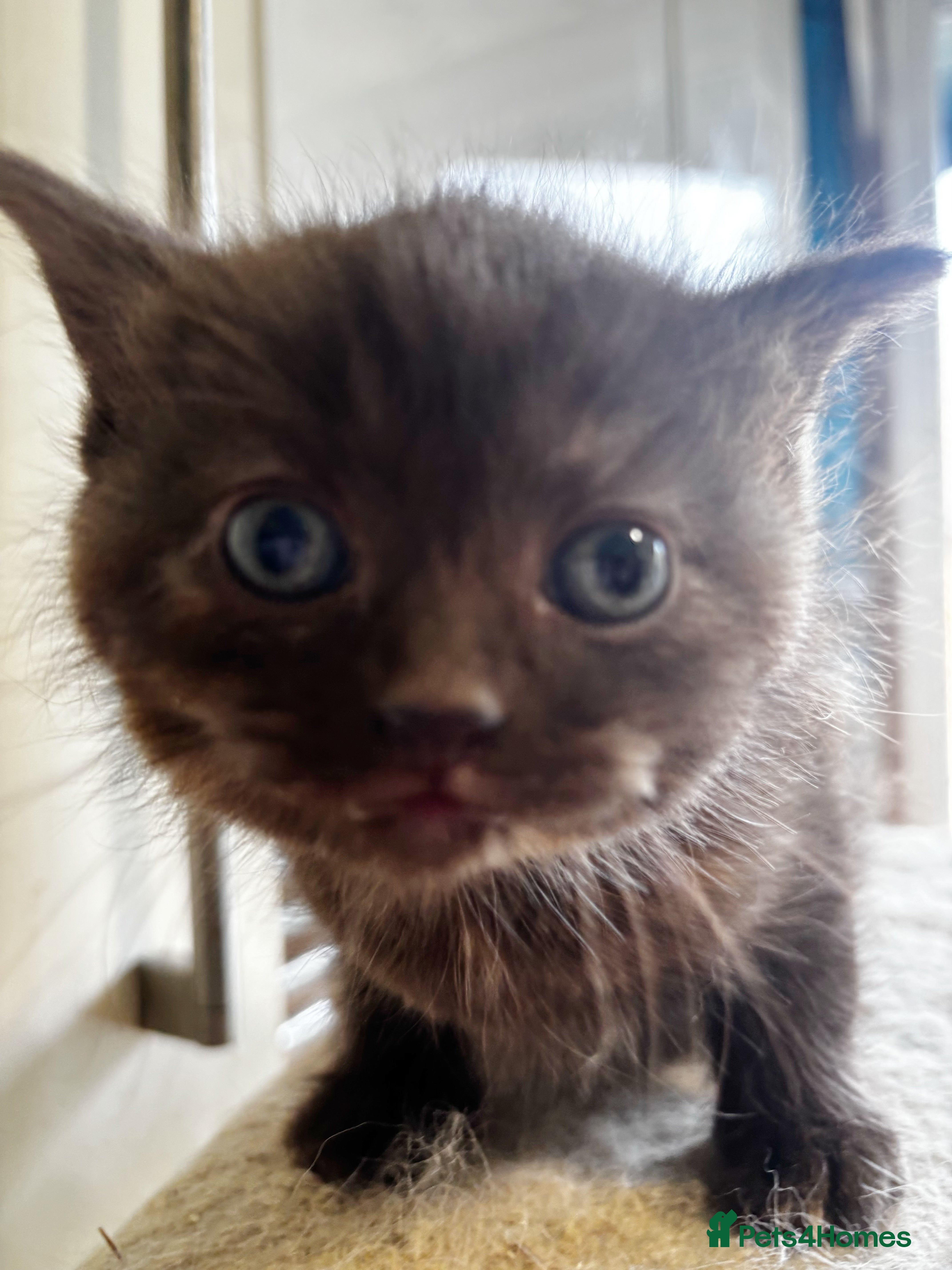 British Longhair cats Playful and beautiful kittens - Advert 16