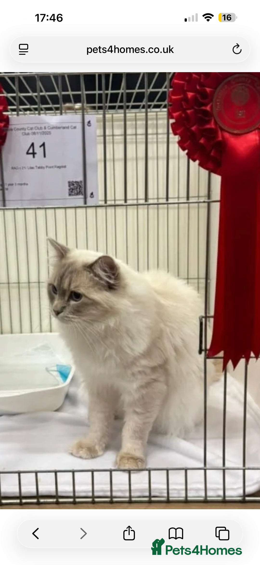 Ragdoll cats for sale: GCCF reg , Rare and milky white Lilac kittens  - Advert 5