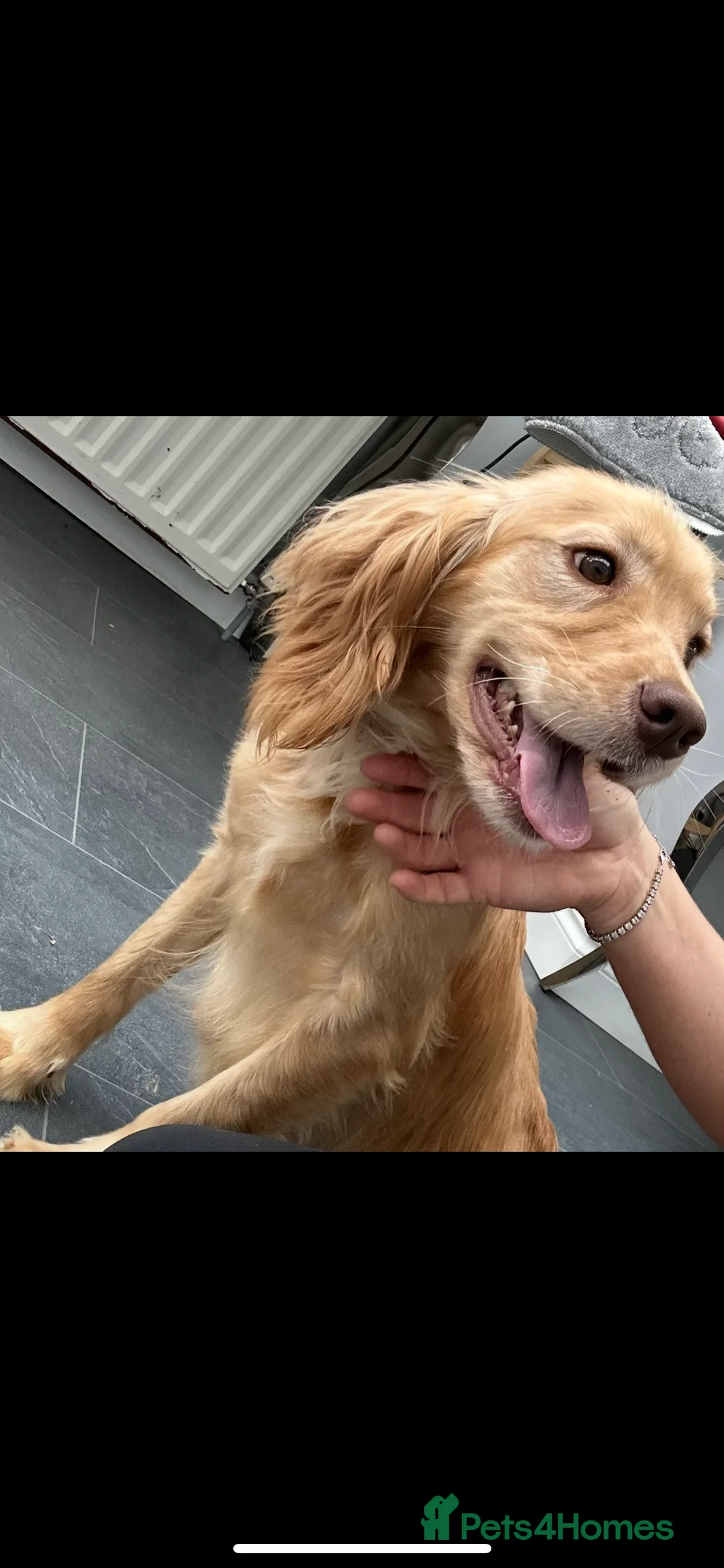 Cockapoo dogs for sale: Cockapoo  - Advert 2