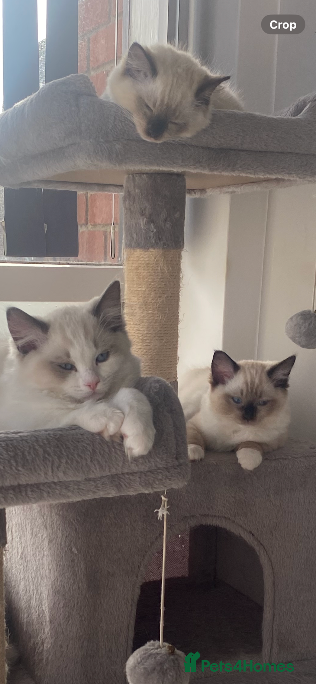 Ragdoll cats for sale: Available Now! GCCFReg   - Image 8