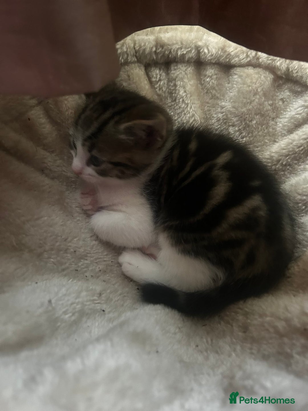 Mixed Breed cats for sale: Three kittens for sale - Advert 3