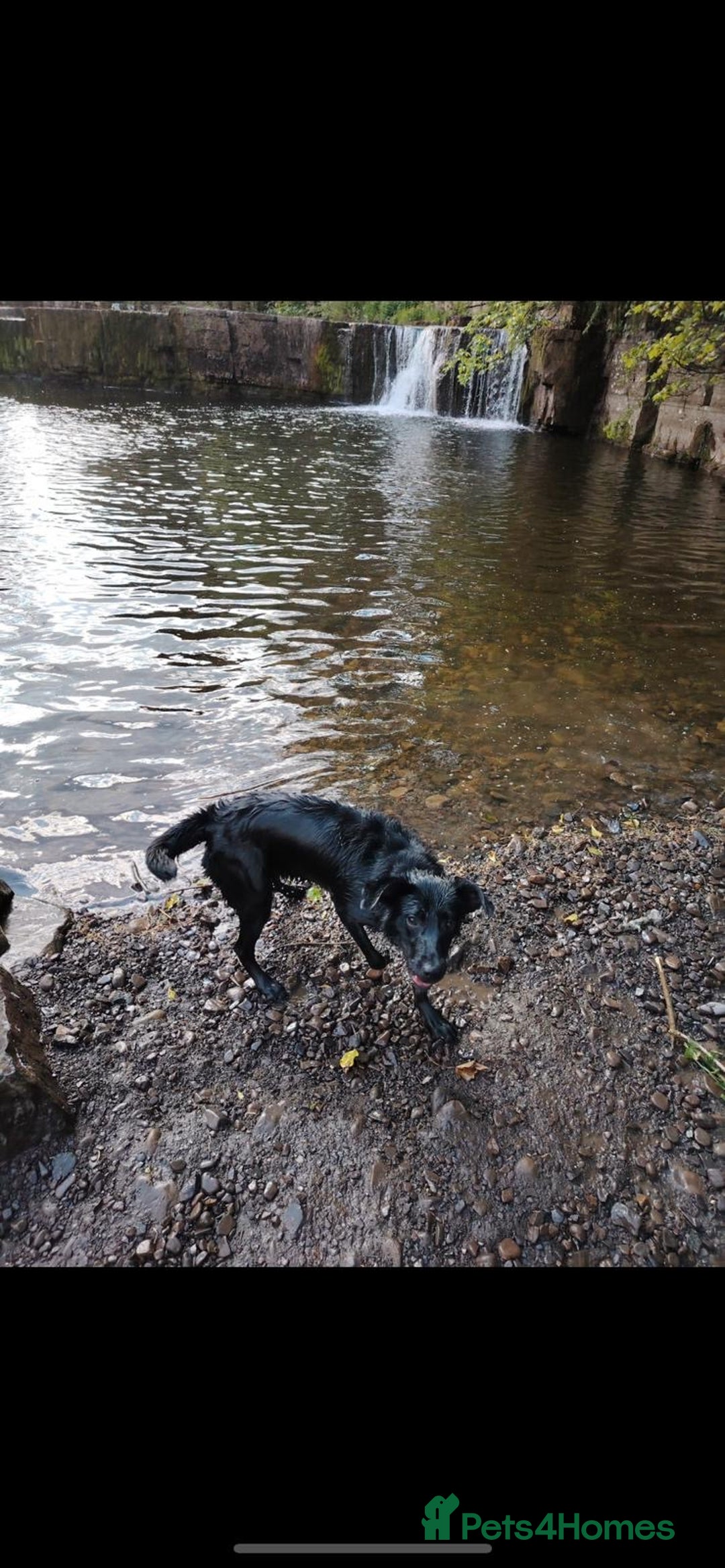 Borador dogs for sale: 11 month collie x Labrador  - Image 2