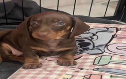 Miniature Dachshund dogs for sale: Minatare Dachshunds  - Image 6