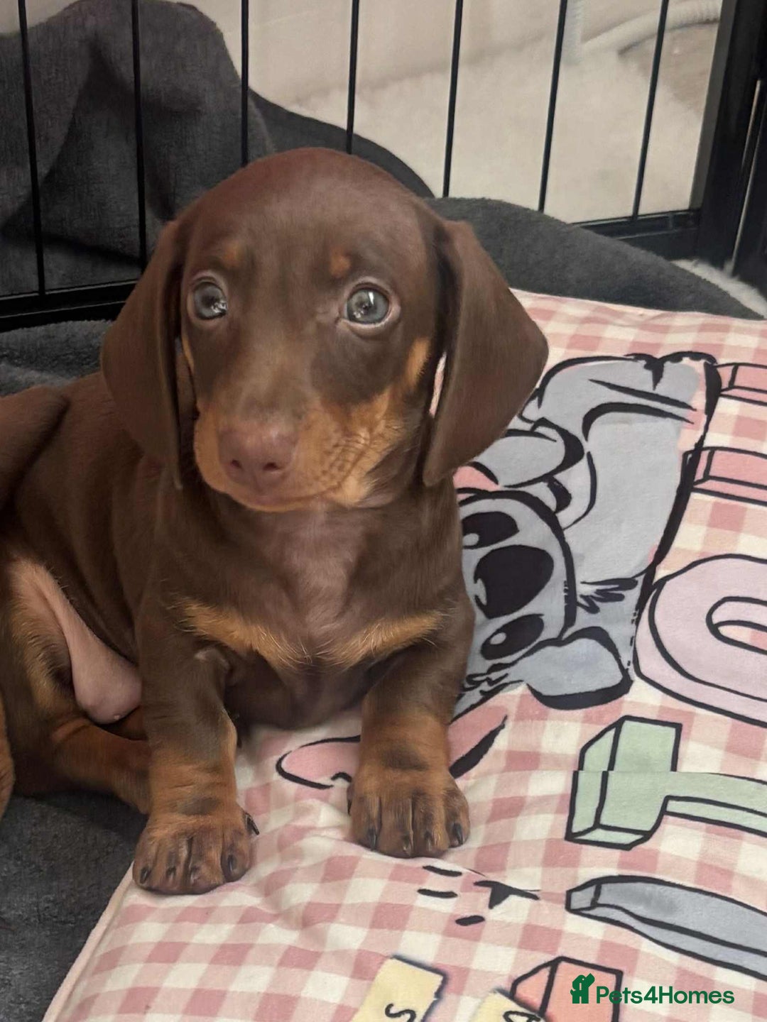 Miniature Dachshund dogs for sale: Minatare Dachshunds  - Image 6