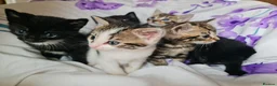 Mixed Breed cats for sale: Adorable & Playful Kittens Raised with Kids  - Advert 10