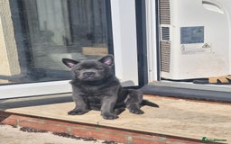 Mixed Breed dogs for sale: 2 boys left chow x frow - Image 4
