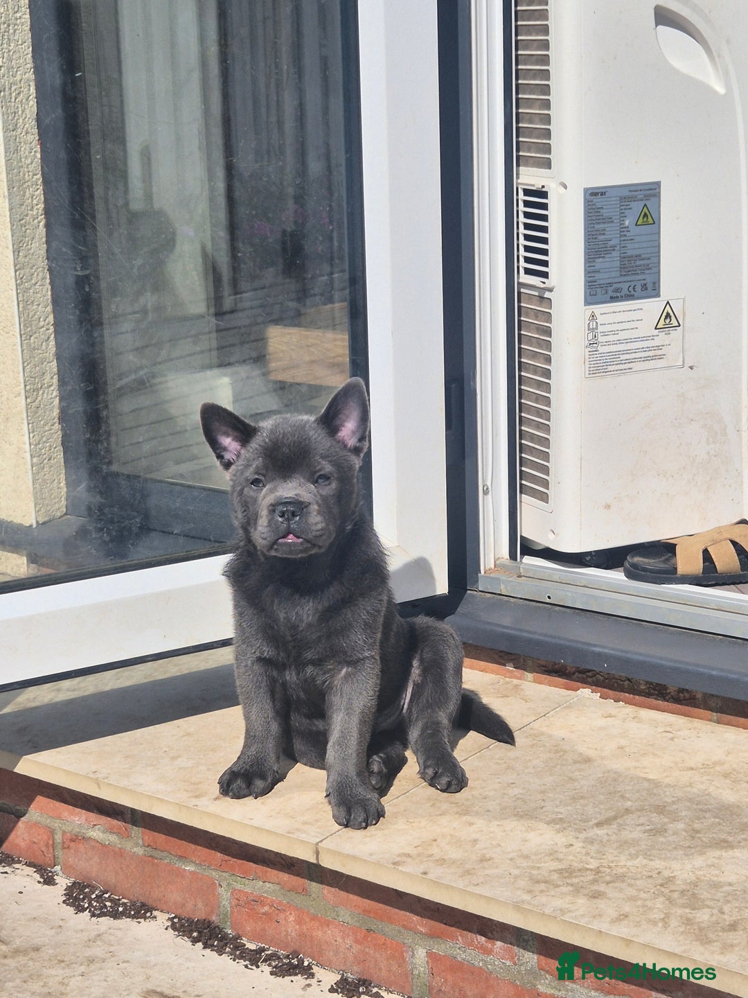 Mixed Breed dogs for sale: 2 boys left chow x frow - Image 4