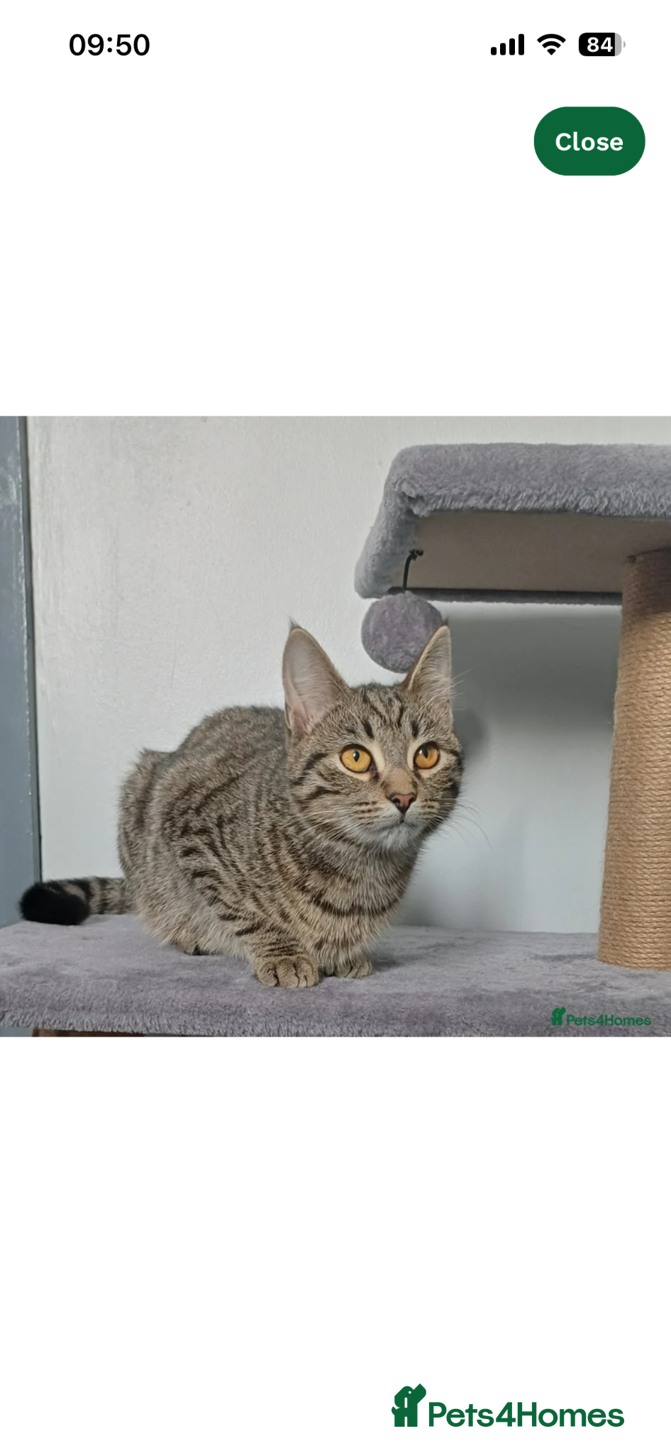 Mixed Breed cats Female 7 month old called Bella. - Advert 5