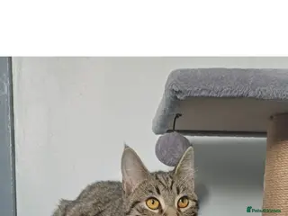 Mixed Breed cats Female 7 month old called Bella. - Advert 7