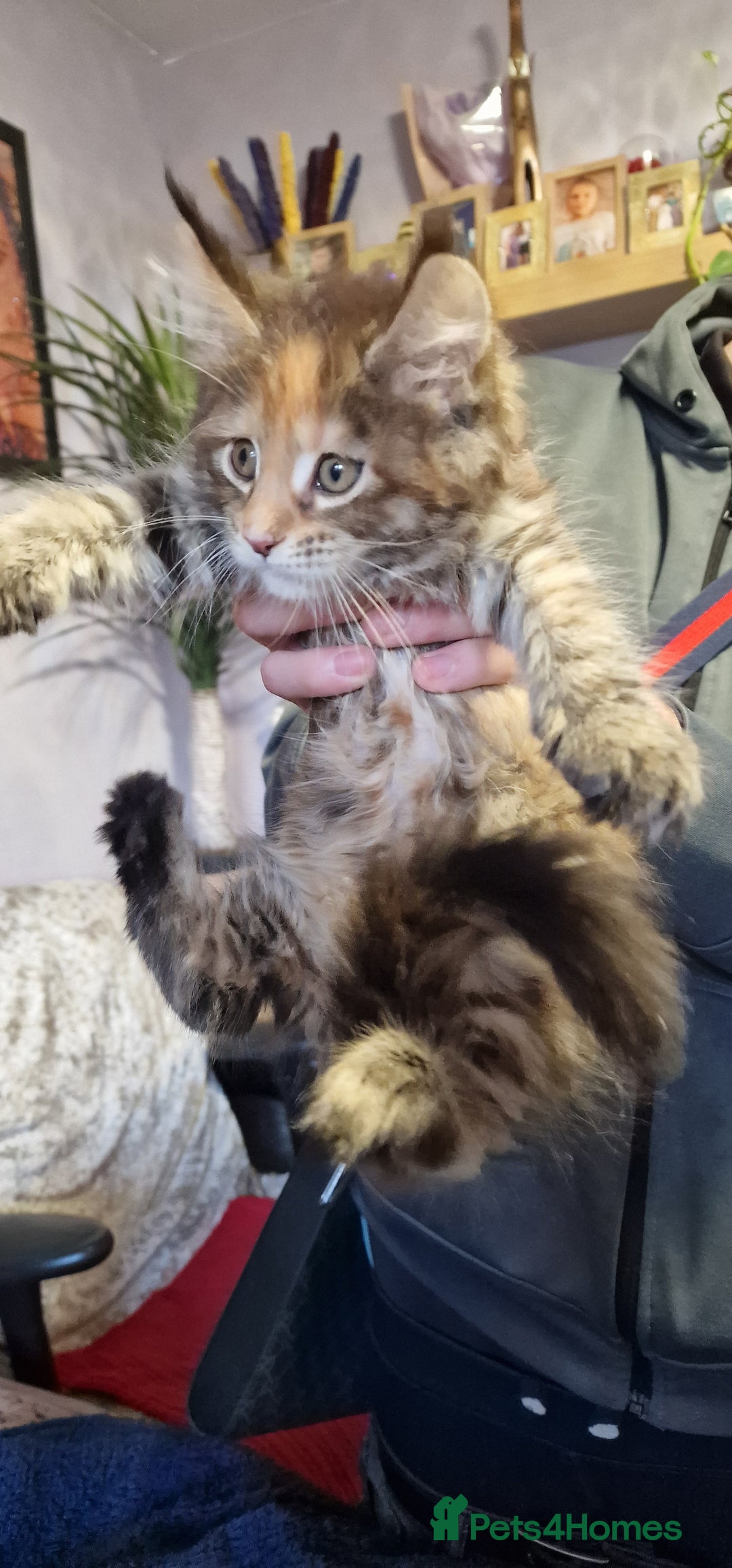 Maine Coon cats for sale: Maine Coon Kittens Looking for Loving Homes - Advert 5