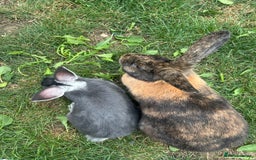 Harlequin rabbits for sale: Two female bunnies - Advert 1