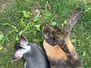 Harlequin rabbits Two female bunnies - Advert 1