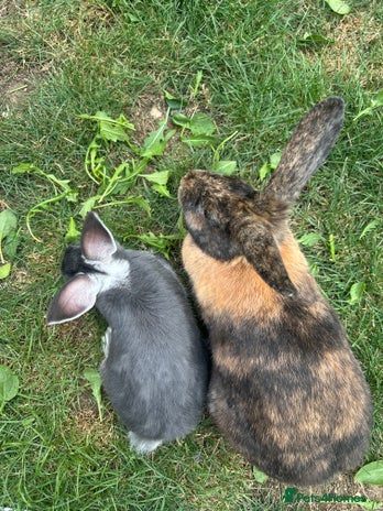 Harlequin rabbits Two female bunnies - Advert 1
