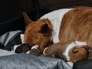Basenji dogs ✨ Purebred Basenji Puppies Now Available! ✨ - Advert 1