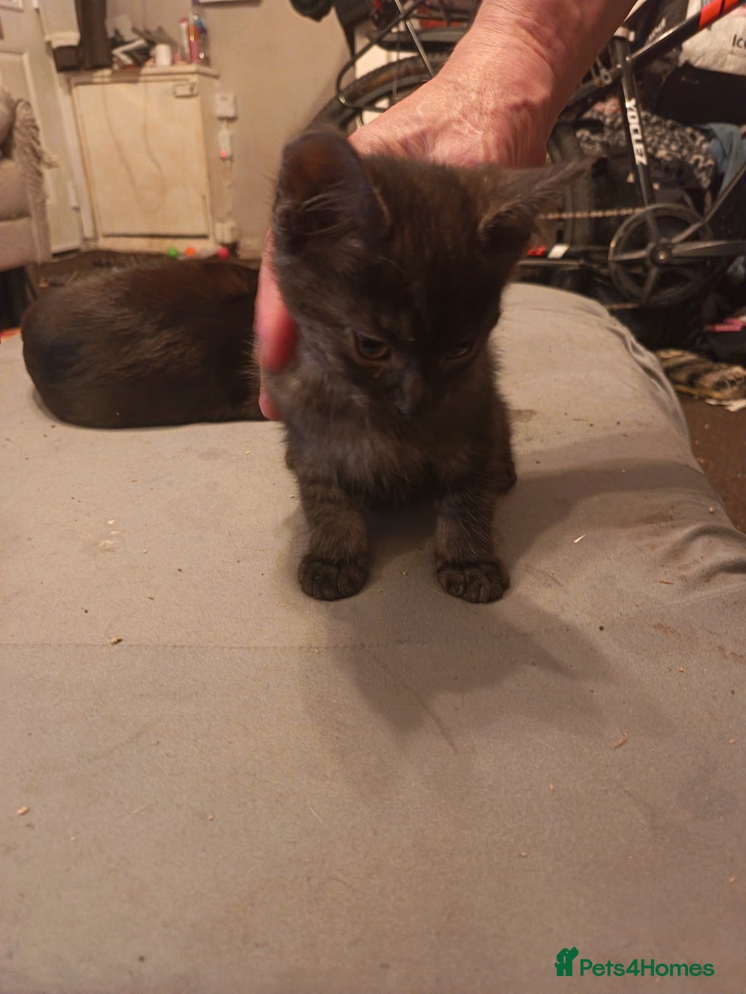 Mixed Breed cats for sale: Kittens - Advert 5