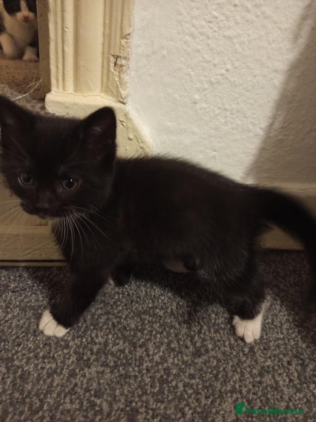 Mixed Breed cats for sale: Ready to leave 4 adorable kittens - Advert 8