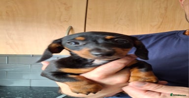 Dachshund dogs - Advert 12