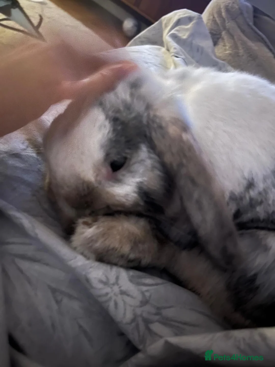 Mini Lop rabbits for sale: Loving Home Needed for Beautiful Rabbit 🐰 - Advert 2