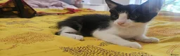 Mixed Breed cats for sale: Adorable kittens looking for loving home in Birmingham - Advert 3