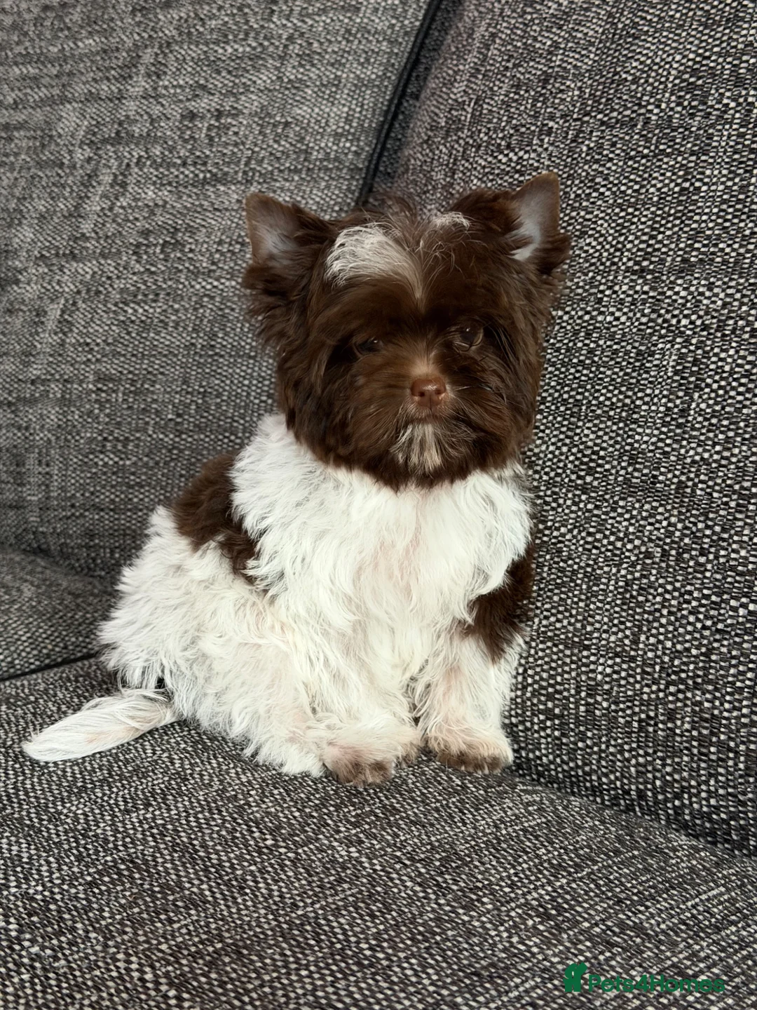 Yorkshire Terrier dogs for sale: Tiny Puppy Boys🐾 Pedigree 🐾 - Advert 29