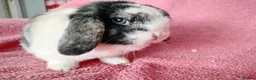 Mini Lop rabbits for sale: Mini lops for sale  - Advert 5