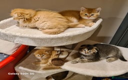 Scottish Fold cats for sale: Scottish fold/straight looking for home  - Image 25