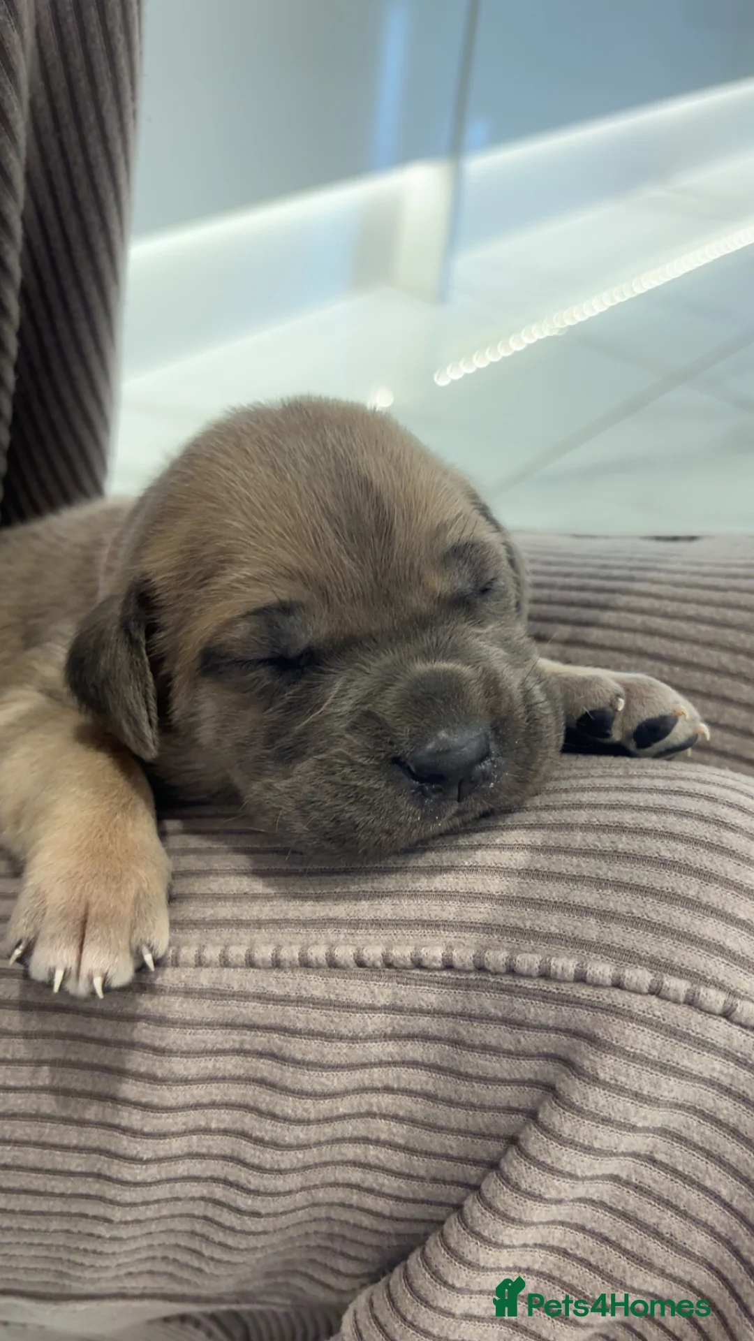 Cane Corso dogs for sale: Cane Corso Puppies 🐶  - Advert 6