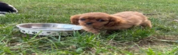 Cavalier King Charles Spaniel dogs for sale: Beautiful Cavalier Puppies Looking for Forever in Ashford - Advert 9